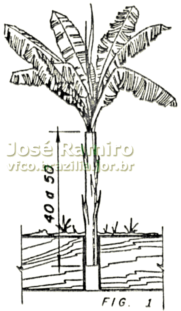 Figura 1 - Instalação da bananeira no cenário da maquete