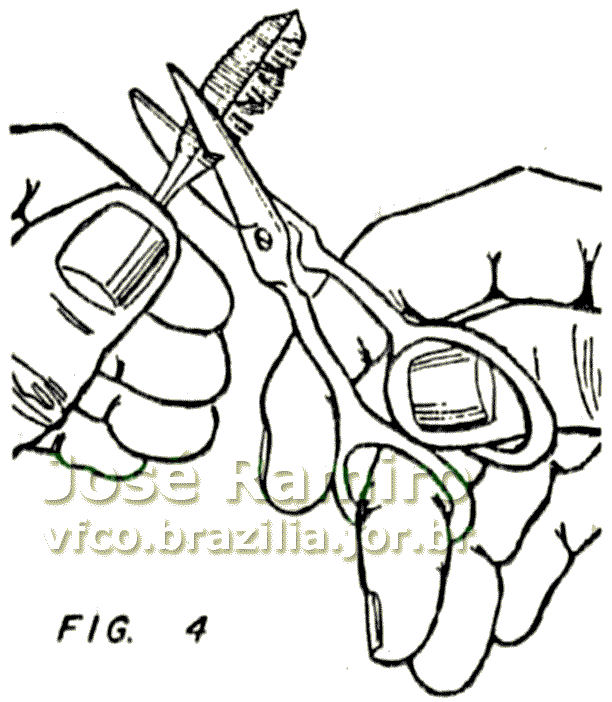 Figura 4 - Fazendo recortes com tesoura para imitar as folhas mais velhas da bananeira